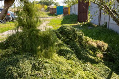 Adam gübrelemek ya da gübrelemek için taze kesilmiş yeşil çimenleri yığının içine atıyor. Kırsal bir arka bahçede çevre dostu bahçe bakımı. Doğal organik geri dönüşüm.