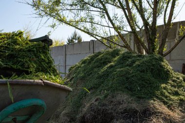 Adam gübrelemek ya da gübrelemek için taze kesilmiş yeşil çimenleri yığının içine atıyor. Kırsal bir arka bahçede çevre dostu bahçe bakımı. Doğal organik geri dönüşüm.