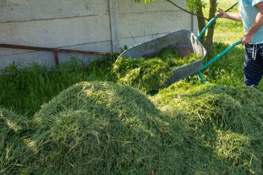 Adam gübrelemek ya da gübrelemek için taze kesilmiş yeşil çimenleri yığının içine atıyor. Kırsal bir arka bahçede çevre dostu bahçe bakımı. Doğal organik geri dönüşüm.
