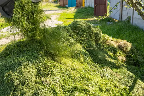 Adam gübrelemek ya da gübrelemek için taze kesilmiş yeşil çimenleri yığının içine atıyor. Kırsal bir arka bahçede çevre dostu bahçe bakımı. Doğal organik geri dönüşüm.