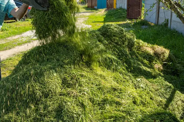 Adam gübrelemek ya da gübrelemek için taze kesilmiş yeşil çimenleri yığının içine atıyor. Kırsal bir arka bahçede çevre dostu bahçe bakımı. Doğal organik geri dönüşüm.