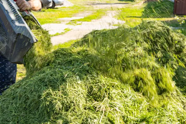 Adam gübrelemek ya da gübrelemek için taze kesilmiş yeşil çimenleri yığının içine atıyor. Kırsal bir arka bahçede çevre dostu bahçe bakımı. Doğal organik geri dönüşüm.