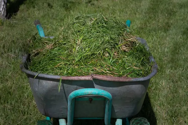 Çimleri biçtikten sonra içi taze yeşil çimlerle dolu bir el arabası. Yaz bahçesi bakımı, çevre dostu yaşam tarzı ve çevre düzenlemesi kavramı..