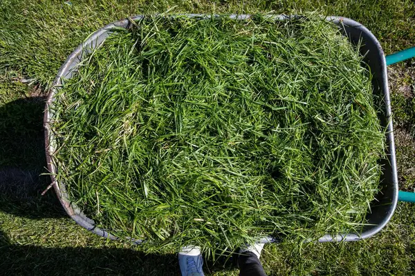 Çimleri biçtikten sonra içi taze yeşil çimlerle dolu bir el arabası. Yaz bahçesi bakımı, çevre dostu yaşam tarzı ve çevre düzenlemesi kavramı..