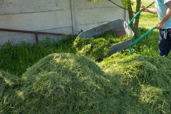 Adam gübrelemek ya da gübrelemek için taze kesilmiş yeşil çimenleri yığının içine atıyor. Kırsal bir arka bahçede çevre dostu bahçe bakımı. Doğal organik geri dönüşüm.