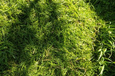 Taze biçilmiş çimlerin güneş ışığında bir ağaç dalının gölgesinde makro görüntüsü. Eko temaları, bahçıvanlık veya peyzaj tasarımı için ideal doğal doku arka planı.