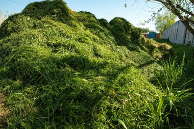 Arka bahçede yeni biçilmiş kocaman bir çim yığını. Çevre dostu bahçe atıkları geri dönüşümü, gübreleme veya gübreleme için ideal doğal tarım ve peyzaj.