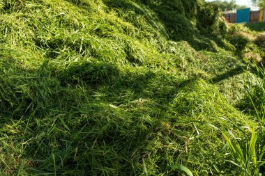 Arka bahçede yeni biçilmiş kocaman bir çim yığını. Çevre dostu bahçe atıkları geri dönüşümü, gübreleme veya gübreleme için ideal doğal tarım ve peyzaj.