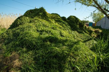 Arka bahçede yeni biçilmiş kocaman bir çim yığını. Çevre dostu bahçe atıkları geri dönüşümü, gübreleme veya gübreleme için ideal doğal tarım ve peyzaj.