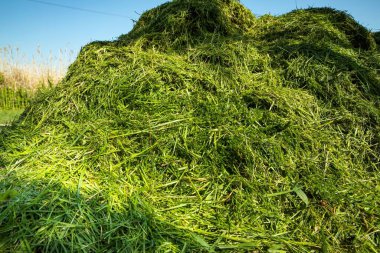 Arka bahçede yeni biçilmiş kocaman bir çim yığını. Çevre dostu bahçe atıkları geri dönüşümü, gübreleme veya gübreleme için ideal doğal tarım ve peyzaj.