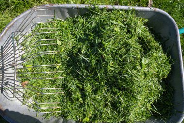 Taze yeşil çimenler, güneşli bir çimenlikte duran bir dirgenle metal bir el arabasında toplandı. Bahçe bakımı, eko yaşam tarzı ve mevsimlik bahçe işleri kavramı.