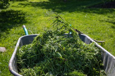 Taze yeşil çimenler, güneşli bir çimenlikte duran bir dirgenle metal bir el arabasında toplandı. Bahçe bakımı, eko yaşam tarzı ve mevsimlik bahçe işleri kavramı.