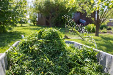 Taze yeşil çimenler, güneşli bir çimenlikte duran bir dirgenle metal bir el arabasında toplandı. Bahçe bakımı, eko yaşam tarzı ve mevsimlik bahçe işleri kavramı.