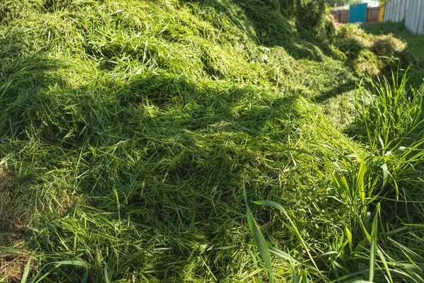 Taze biçilmiş çimlerin güneş ışığında bir ağaç dalının gölgesinde makro görüntüsü. Eko temaları, bahçıvanlık veya peyzaj tasarımı için ideal doğal doku arka planı.
