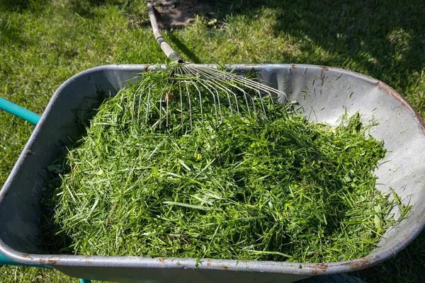 Taze yeşil çimenler, güneşli bir çimenlikte duran bir dirgenle metal bir el arabasında toplandı. Bahçe bakımı, eko yaşam tarzı ve mevsimlik bahçe işleri kavramı.