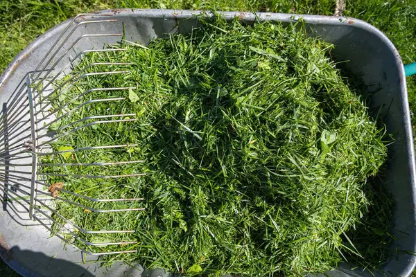 Taze yeşil çimenler, güneşli bir çimenlikte duran bir dirgenle metal bir el arabasında toplandı. Bahçe bakımı, eko yaşam tarzı ve mevsimlik bahçe işleri kavramı.