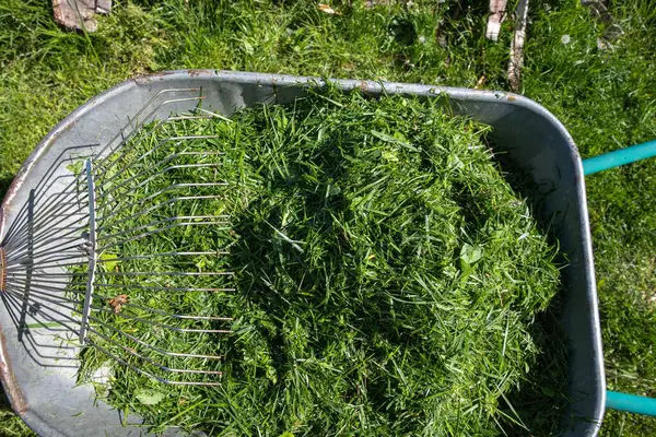 Taze yeşil çimenler, güneşli bir çimenlikte duran bir dirgenle metal bir el arabasında toplandı. Bahçe bakımı, eko yaşam tarzı ve mevsimlik bahçe işleri kavramı.