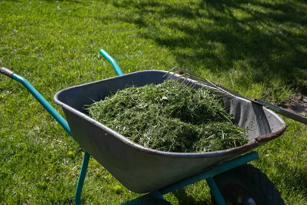 Parlak bir çimenlikte bahçe tırmığıyla metal bir el arabasında taze kesilmiş çimenler. Bahçe işleri, bahçe temizliği, peyzaj ve çevre dostu dış bakım..