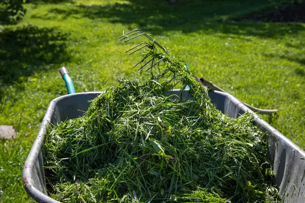 Taze yeşil çimenler, güneşli bir çimenlikte duran bir dirgenle metal bir el arabasında toplandı. Bahçe bakımı, eko yaşam tarzı ve mevsimlik bahçe işleri kavramı.