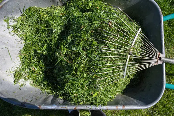 Taze yeşil çimenler, güneşli bir çimenlikte duran bir dirgenle metal bir el arabasında toplandı. Bahçe bakımı, eko yaşam tarzı ve mevsimlik bahçe işleri kavramı.