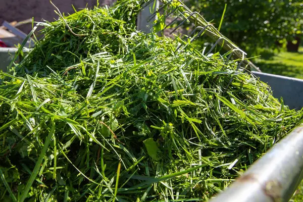 Taze yeşil çimenler, güneşli bir çimenlikte duran bir dirgenle metal bir el arabasında toplandı. Bahçe bakımı, eko yaşam tarzı ve mevsimlik bahçe işleri kavramı.