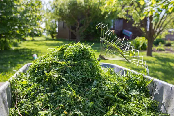 Taze yeşil çimenler, güneşli bir çimenlikte duran bir dirgenle metal bir el arabasında toplandı. Bahçe bakımı, eko yaşam tarzı ve mevsimlik bahçe işleri kavramı.