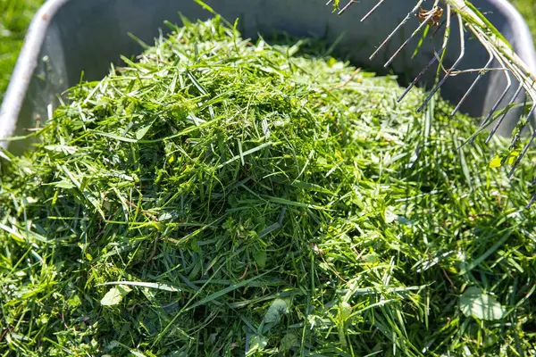Taze yeşil çimenler, güneşli bir çimenlikte duran bir dirgenle metal bir el arabasında toplandı. Bahçe bakımı, eko yaşam tarzı ve mevsimlik bahçe işleri kavramı.