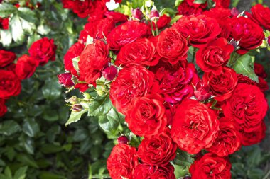 Yeşil yapraklarla çevrili canlı kırmızı güller. Bahçe işleri, romantizm ve doğa temaları için güzel bir çiçek arka planı..