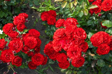 Yeşil yapraklarla çevrili canlı kırmızı güller. Bahçe işleri, romantizm ve doğa temaları için güzel bir çiçek arka planı..