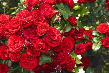 Yeşil yapraklarla çevrili canlı kırmızı güller. Bahçe işleri, romantizm ve doğa temaları için güzel bir çiçek arka planı..