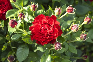 Tek çiçek açan kırmızı gül, yeşil çalıların üzerinde birden fazla gül tomurcukları var. Romantik, doğal ve mevsimsel dizayn temaları için güzel çiçek kompozisyonu.