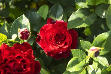 Yeşil çalılıklarda tomurcuklarla çevrili kırmızı bir gül ve arka planda diğer gül çalıları. Romantik, çiçekli ve doğa teması için ideal..