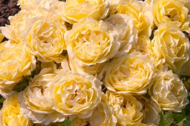 Bahçedeki çalılıkta açan güzel sarı güller. Parlak güneş ışığı altında yemyeşil yapraklar, tomurcuklar ve çiçekler. Doğa, bahçıvanlık ve çiçekçilik için ideal..