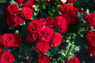 Bahçedeki yeşil bir çalıda açan parlak kırmızı güller. Canlı yapraklar ve gür yapraklar doğal ışık altında. Çiçek teması, bahçıvanlık ve romantik geçmişler için ideal..