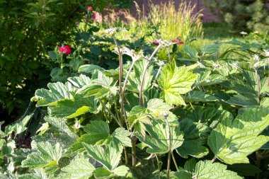 Bereketli yeşil yapraklar ve gün ışığında bir bahçenin uzun sapları. Ekoloji, bahçıvanlık, peyzaj ve mevsimsel büyüme temaları için doğal altyapı.