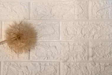 Tohumları beyaz desenli tuğla bir duvarda uçuşan tüylü karahindiba çiçeği. Değişim kavramı, özgürlük, hayaller ve doğa. Minimalist doğal arkaplan.