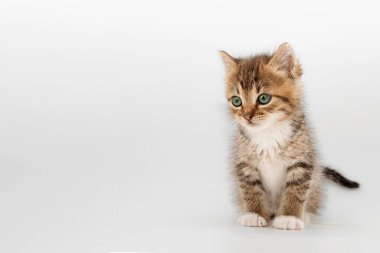 Yumuşak tüylü, yeşil gözlü, beyaz arka planda sakince oturan tatlı tekir kedicik. Hayvan bakımı, evcil hayvan severler ve çocuk dostu içerik için ideal..