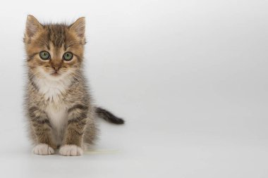 Yumuşak tüylü, yeşil gözlü, beyaz arka planda sakince oturan tatlı tekir kedicik. Hayvan bakımı, evcil hayvan severler ve çocuk dostu içerik için ideal..