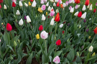 Baharda çiçek açan çok renkli laleler. Kırmızı, beyaz, pembe ve turuncu tonlarda taze bahçe çiçekleri. Çiçek, mevsimlik ve bahçe temaları için doğa arka planı.