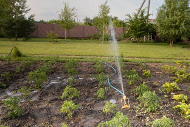 Nemli topraklarda yetişen domates tohumları fıskiye sulama sistemi altında sağlıklı yiyecek ve organik yaşam biçimleri için idealdir..