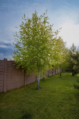 Mavi gökyüzünün altında bir huş ağacı ve yeşil çimlerin olduğu sakin bir yaz sahnesi rahatlatıcı bir doğal ortam yaratıyor..