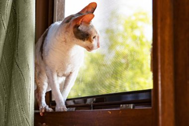 Kıvırcık kürklü ve yeşil gözlü Cornish Rex kedisinin yakından çekilmiş portresi. Doğal gün ışığı, evcil hayvan fotoğrafçılığı ve hayvan gözlemciliği..