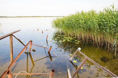 Suyun üzerinde nilüfer yaprakları yüzen sakin bir gölün kıyısında, yeşil kamışların yanındaki kırık ahşap ve metal iskele yapısı..