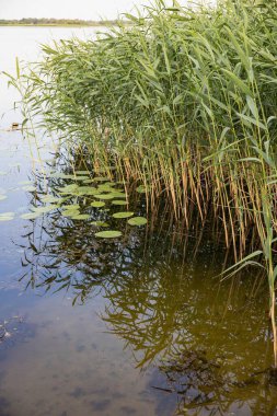 Su zambakları ve gökyüzünün yansımaları ile sığ göl suyundaki kırık metal yapılar. Terk edilmiş yerler, su kirliliği ve kırsal dokular kavramı.