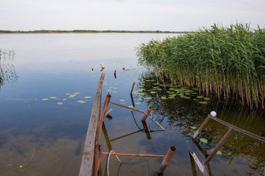 Sahil boyunca uzun yeşil kamışlı sakin göl suyundaki paslı rıhtım. Huzurlu doğa terk edilmiş iskeleyi geri alıyor, gökyüzünün yansıması..