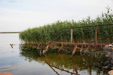 Sahil boyunca uzun yeşil kamışlı sakin göl suyundaki paslı rıhtım. Huzurlu doğa terk edilmiş iskeleyi geri alıyor, gökyüzünün yansıması..