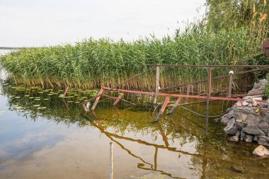 Sahil boyunca uzun yeşil kamışlı sakin göl suyundaki paslı rıhtım. Huzurlu doğa terk edilmiş iskeleyi geri alıyor, gökyüzünün yansıması..