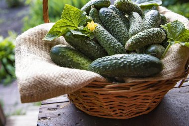 Yeşil yapraklı taze organik salatalıklar ve sepetteki sarı çiçek, bahçedeki ahşap masa, yaz hasadı konsepti ve sağlıklı beslenme..