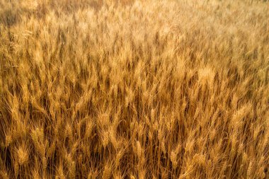 Olgun altın buğday tarlası. Yoğun uzun kulaklı. Sıcak güneş ışığı altında hasat öncesi hareketsiz duran..