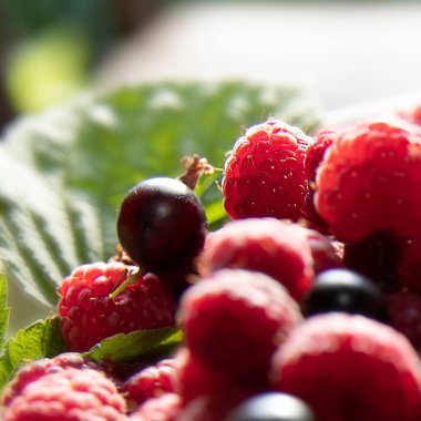 Taze olgun ahududu, birkaç siyah frenk üzümü ve güneş ışığı altında yeşil bir yaprak, canlı kırmızı böğürtlen dokusunu gösteriyor..